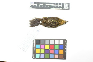  ( - 1029-IV_CAP52)  @11 [ ] CreativeCommons - Attribution Non-Commercial Share-Alike (2018) Instituto de Investigacion Alexander von Humboldt (IAvH) Instituto de Investigacion Alexander von Humboldt (IAvH)