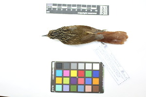  ( - 1037-IV_CAP61)  @11 [ ] CreativeCommons - Attribution Non-Commercial Share-Alike (2018) Instituto de Investigacion Alexander von Humboldt (IAvH) Instituto de Investigacion Alexander von Humboldt (IAvH)