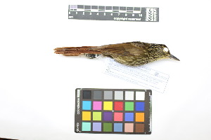  ( - 1037-IV_CAP61)  @11 [ ] CreativeCommons - Attribution Non-Commercial Share-Alike (2018) Instituto de Investigacion Alexander von Humboldt (IAvH) Instituto de Investigacion Alexander von Humboldt (IAvH)