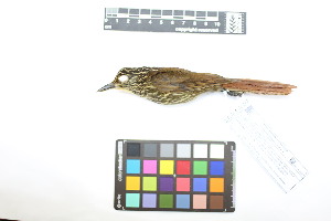  ( - 1037-IV_CAP61)  @11 [ ] CreativeCommons - Attribution Non-Commercial Share-Alike (2018) Instituto de Investigacion Alexander von Humboldt (IAvH) Instituto de Investigacion Alexander von Humboldt (IAvH)