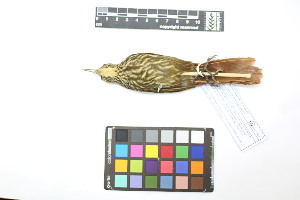  ( - 1037-IV_CAP61)  @11 [ ] CreativeCommons - Attribution Non-Commercial Share-Alike (2018) Instituto de Investigacion Alexander von Humboldt (IAvH) Instituto de Investigacion Alexander von Humboldt (IAvH)