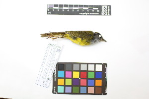  ( - 1046-IV_CAP76)  @11 [ ] CreativeCommons - Attribution Non-Commercial Share-Alike (2018) Instituto de Investigacion Alexander von Humboldt (IAvH) Instituto de Investigacion Alexander von Humboldt (IAvH)