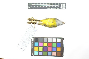  ( - 1046-IV_CAP76)  @11 [ ] CreativeCommons - Attribution Non-Commercial Share-Alike (2018) Instituto de Investigacion Alexander von Humboldt (IAvH) Instituto de Investigacion Alexander von Humboldt (IAvH)