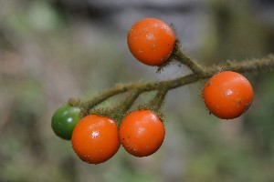  (Solanum aturense - 0227-I_JAC3237)  @11 [ ] CreativeCommons - Attribution Non-Commercial Share-Alike (2016) Instituto de Investigacion Alexander von Humboldt (IAvH) Instituto de Investigacion Alexander von Humboldt (IAvH)