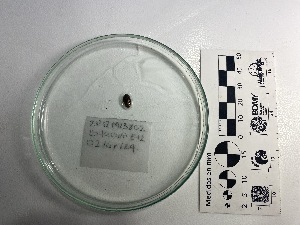  (Callistoplacidae - Cpu_Consec 90334)  @11 [ ] by-nc-sa (2018) Invemar Invemar-BEM