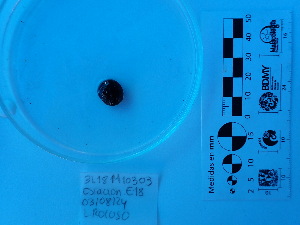  (Tegula panamensis - Tpa_Consec 90393)  @11 [ ] by-nc-sa (2018) Invemar Invemar-BEM