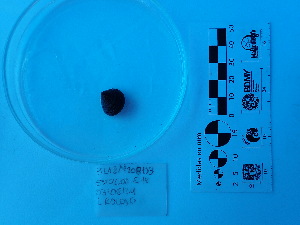  (Tegula pellisserpentis - Tpe_Consec 90394)  @11 [ ] by-nc-sa (2018) Invemar Invemar-BEM