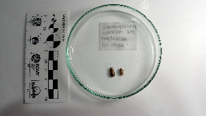  (Callistochiton elenensis - Cel_Consec 90335)  @11 [ ] by-nc-sa (2018) Invemar Invemar-BEM