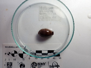  (Luria isabellamexicana - Lis_MOL12106)  @11 [ ] by-nc-sa (2018) Invemar Invemar-BEM