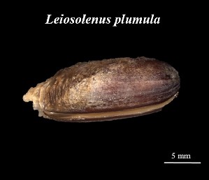  ( - Lpl_MOL10424)  @11 [ ] Unspecified (default): All Rights Reserved (2025) Invemar Invemar-BEM