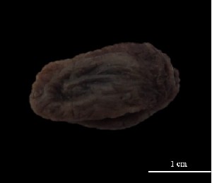  (Pleurobranchus digueti - Pdi_MOL10648)  @11 [ ] Unspecified (default): All Rights Reserved (2025) Invemar Invemar-BEM