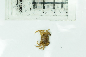  (Eurytium limosum - Eli_TEJ4558)  @11 [ ] by-nc-sa (2018) Invemar Invemar-BEM