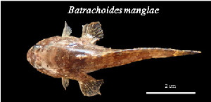  (Batrachoides manglae - Bma_TEJ3811)  @11 [ ] Unspecified (default): All Rights Reserved (2023) Invemar Invemar-BEM