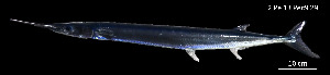  (Tylosurus pacificus - Tpa_Consec. 90166)  @11 [ ] Unspecified (default): All Rights Reserved (2025) Invemar Invemar-BEM