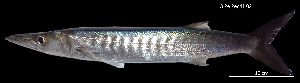  ( - Sen_Consec. 90177)  @11 [ ] Unspecified (default): All Rights Reserved (2025) Invemar Invemar-BEM