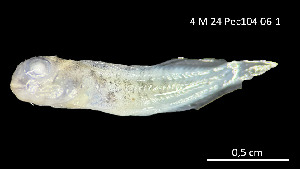 (Hypsoblennius maculipinna - Hma_INV PEC14259)  @11 [ ] Unspecified (default): All Rights Reserved (2025) Invemar Invemar-BEM