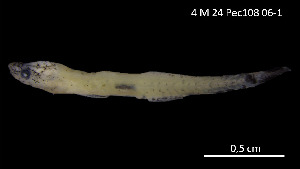  (Gobiomorus cf. polylepis - Goi_INV PEC14263)  @11 [ ] Unspecified (default): All Rights Reserved (2025) Invemar Invemar-BEM