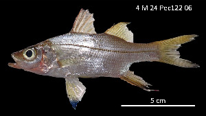  (Centropomus medius - Cme_PEC14273)  @11 [ ] Unspecified (default): All Rights Reserved (2025) Invemar Invemar-BEM