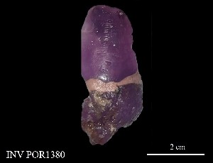  (Chalinula - Cne_POR1380)  @11 [ ] Unspecified (default): All Rights Reserved (2025) Invemar Invemar-BEM