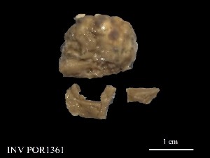 (Agelasida - Pla_POR1361)  @11 [ ] Unspecified (default): All Rights Reserved (2025) Invemar Invemar-BEM