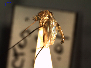  (Aedes fluviatilis - MACN-Bar-Ins-ct 04351)  @12 [ ] Copyright (2012) MACN MACN