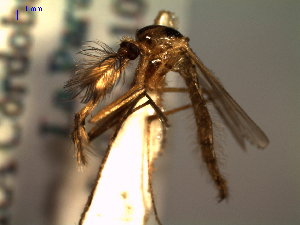  (Aedes stimulans - MACN-Bar-Ins-ct 04710)  @14 [ ] Copyright (2012) MACN MACN