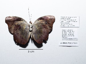  ( - CBMP0082)  @11 [ ] Copyright (2022) Unspecified photoshop
