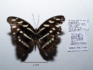  ( - CBMP0083)  @11 [ ] Copyright (2022) Unspecified photoshop