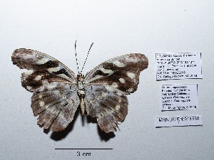 ( - CBMP0083)  @11 [ ] Copyright (2022) Unspecified photoshop