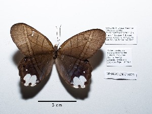  ( - CBMP0126)  @11 [ ] Copyright (2022) Unspecified photoshop