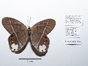  ( - CBMP0126)  @11 [ ] Copyright (2022) Unspecified photoshop