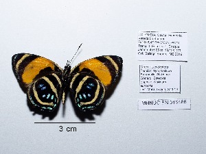  ( - CBMP0143)  @11 [ ] Copyright (2022) Unspecified photoshop