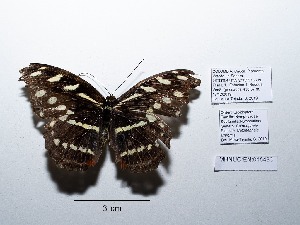  ( - CBMP0145)  @11 [ ] Copyright (2022) Unspecified photoshop