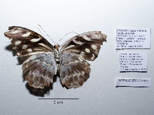  ( - CBMP0145)  @11 [ ] Copyright (2022) Unspecified photoshop