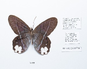  ( - CBMP0220)  @11 [ ] Copyright (2022) Unspecified photoshop