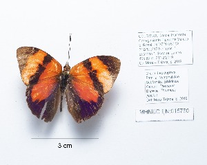  ( - CBMP0225)  @11 [ ] Copyright (2022) Unspecified photoshop