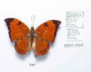  ( - CBMP0228)  @11 [ ] Copyright (2022) Unspecified photoshop