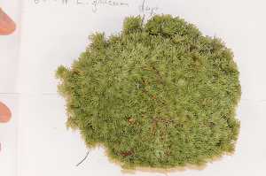  (Leucobryum glaucum - Robillard_EMPM11_CAN)  @14 [ ] Copyright (2012) Canadian Museum of Nature Canadian Museum of Nature