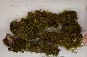  (Leskeaceae - Robillard_EMPM53_CAN)  @12 [ ] Copyright (2012) Canadian Museum of Nature Canadian Museum of Nature