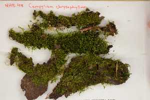 (Campylium chrysophyllum - Robillard_EMPM68_CAN)  @12 [ ] Copyright (2012) Canadian Museum of Nature Canadian Museum of Nature