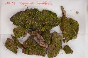  (Cephalozia lunulifolia - Robillard_EMPM78_CAN)  @11 [ ] Copyright (2012) Canadian Museum of Nature Canadian Museum of Nature