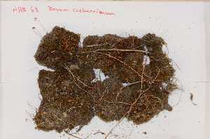  (Bryum creberrimum - Robillard_EMPM83_CAN)  @12 [ ] Copyright (2012) Canadian Museum of Nature Canadian Museum of Nature