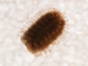  ( - 07PROBE-05274)  @12 [ ] CreativeCommons - Attribution (2010) CBG Photography Group Centre for Biodiversity Genomics