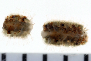  ( - 08PROBE-0039)  @12 [ ] CreativeCommons - Attribution (2010) CBG Photography Group Centre for Biodiversity Genomics