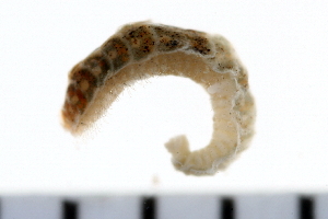  ( - 08PROBE-0041)  @12 [ ] CreativeCommons - Attribution (2010) CBG Photography Group Centre for Biodiversity Genomics