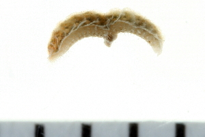  ( - 08PROBE-0163)  @12 [ ] CreativeCommons - Attribution (2010) CBG Photography Group Centre for Biodiversity Genomics