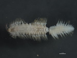  ( - 09PROBE-01105)  @12 [ ] CreativeCommons - Attribution (2010) CBG Photography Group Centre for Biodiversity Genomics