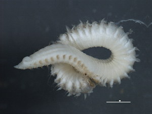  (Scoloplos sp. CMC04 - 09PROBE-01141)  @13 [ ] CreativeCommons - Attribution (2010) CBG Photography Group Centre for Biodiversity Genomics