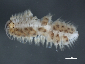  ( - 09PROBE-02039)  @13 [ ] CreativeCommons - Attribution (2010) CBG Photography Group Centre for Biodiversity Genomics