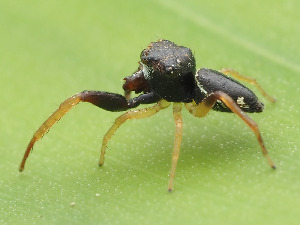  (Zygoballus maculatipes - CCDB-38514-40)  @11 [ ] No Rights Reserved (2021) Unspecified Unspecified
